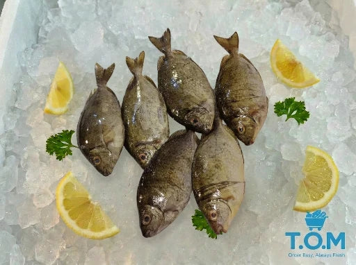 Rabbitfish