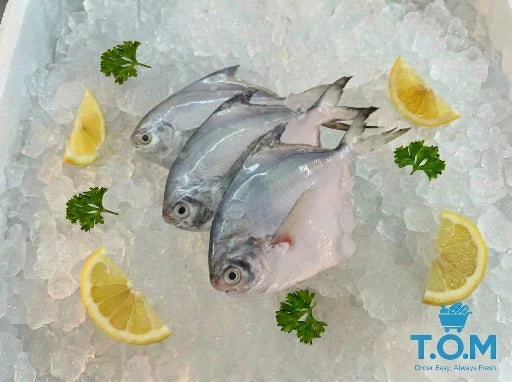 Baby White Pomfret