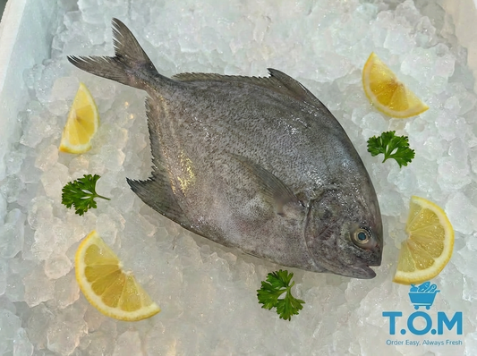 Black Pomfret