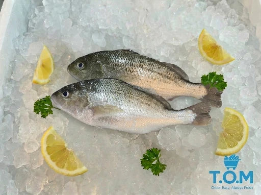 White Snapper