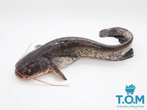 Catfish