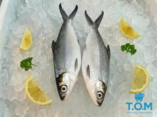 Milk Fish