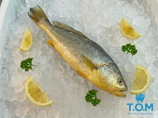 Yellow Croaker