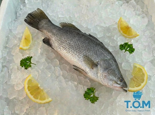 Seabass