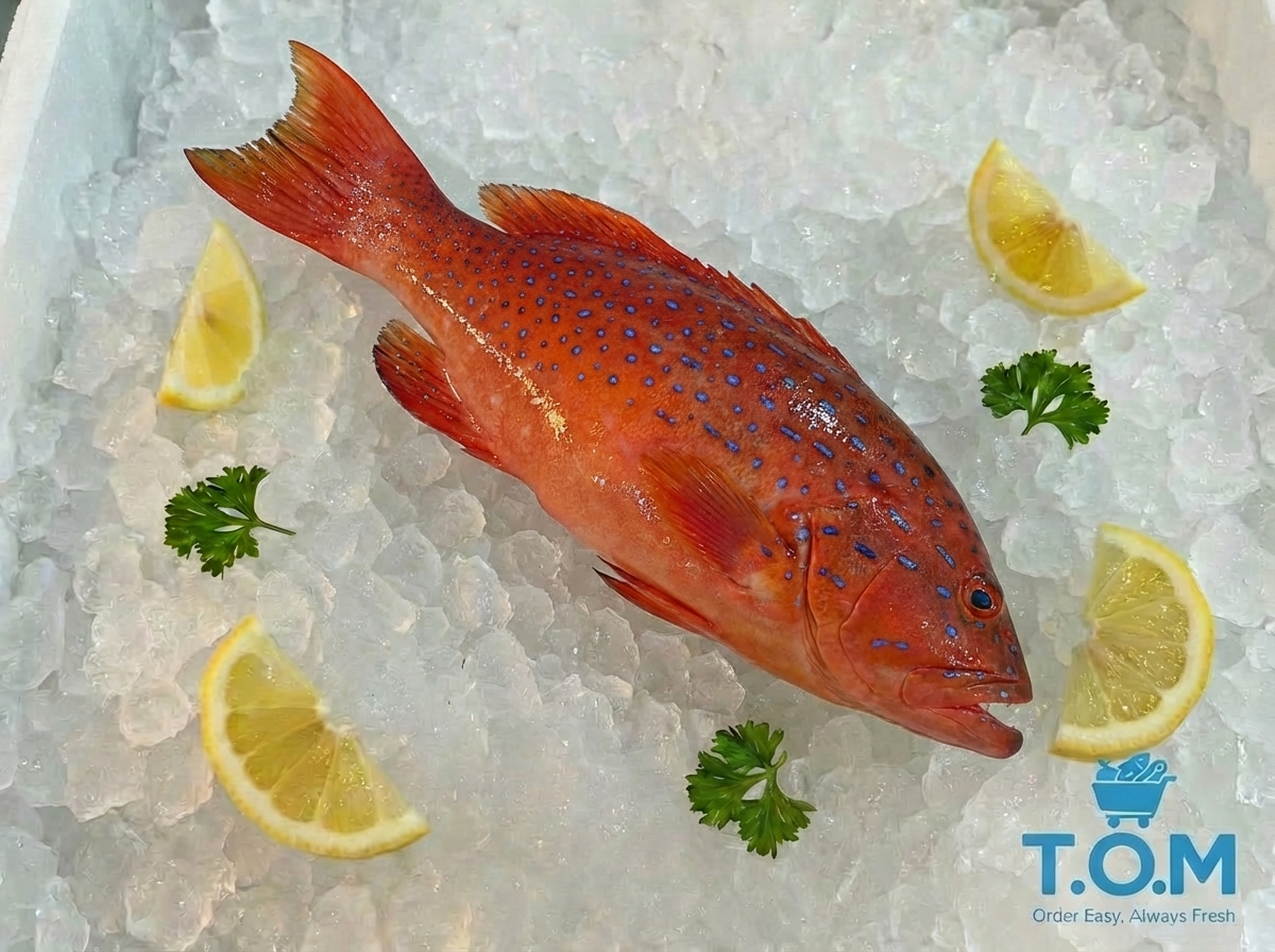 Red grouper