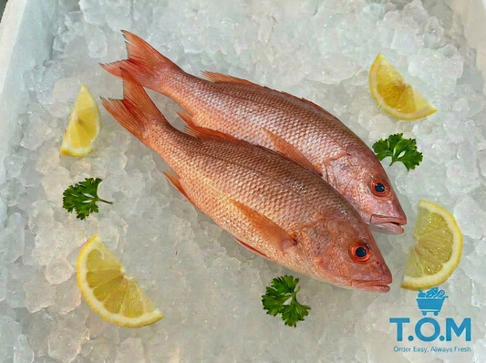 Red Snapper